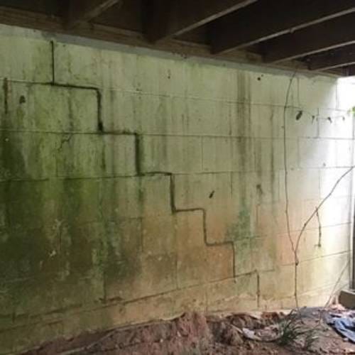 Mold Inspection